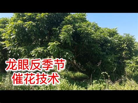 龍眼催花方法|龍眼促花方法與技術要領